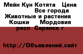 Мейн Кун Котята › Цена ­ 15 000 - Все города Животные и растения » Кошки   . Мордовия респ.,Саранск г.